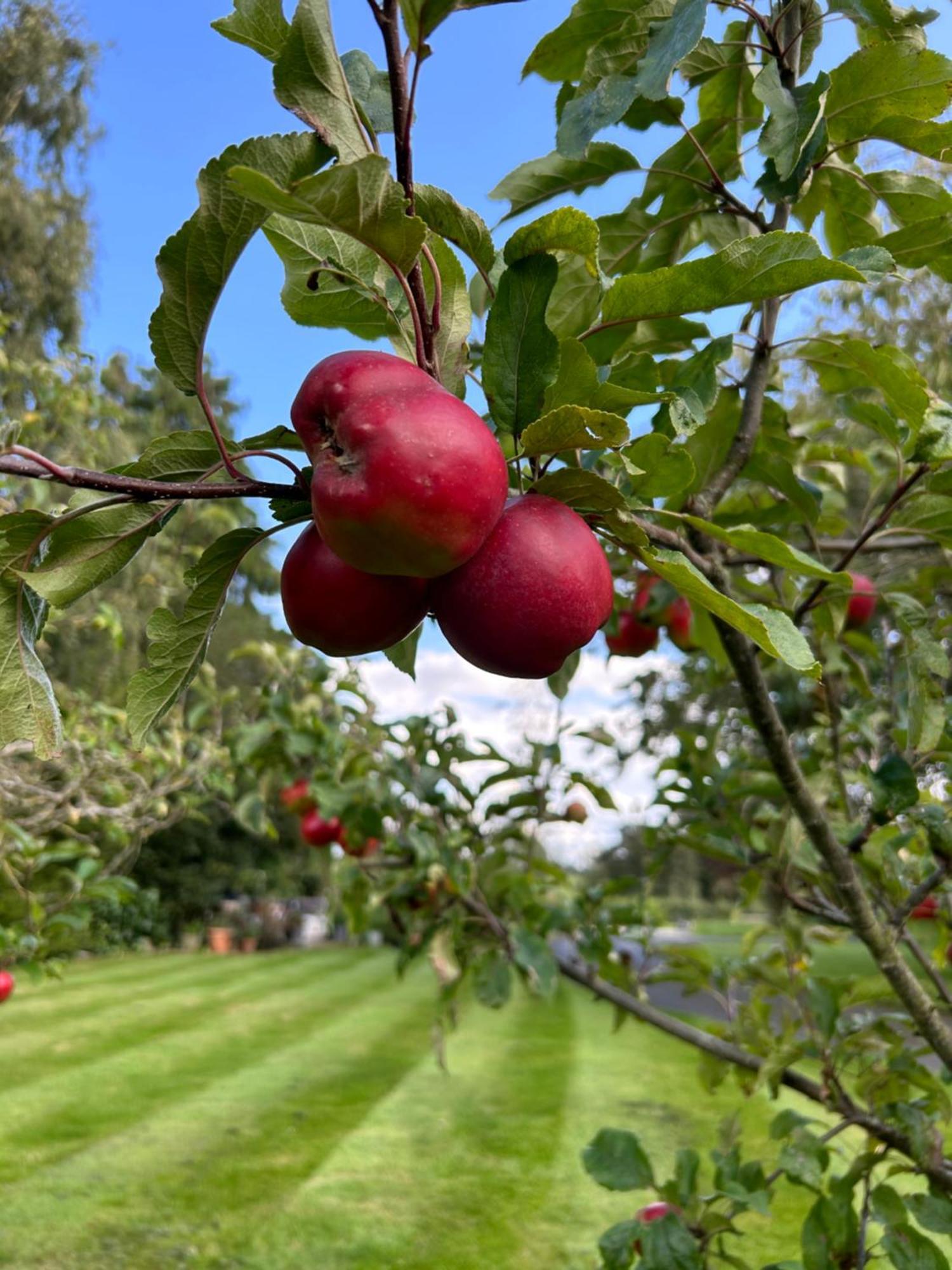 Hazel Manor Pensionat Harrogate Eksteriør billede